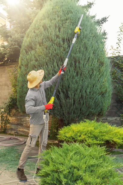 Best Tree Maintenance Programs  in Lake Park, FL